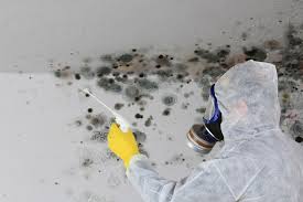 Trusted Iowa Park, TX Mold Prevention & Removal  Experts